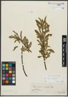 Foto von Salix alba L. x Salix fragilis L.